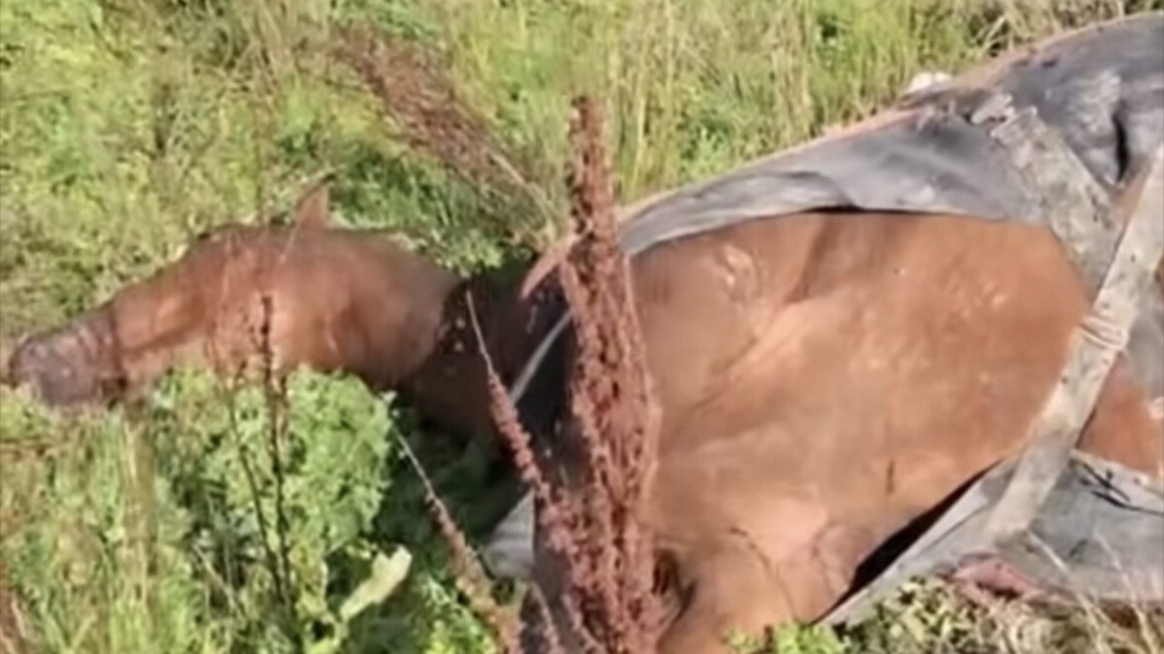 Investigation ongoing after discovery of dead horse on lands in Kilkenny